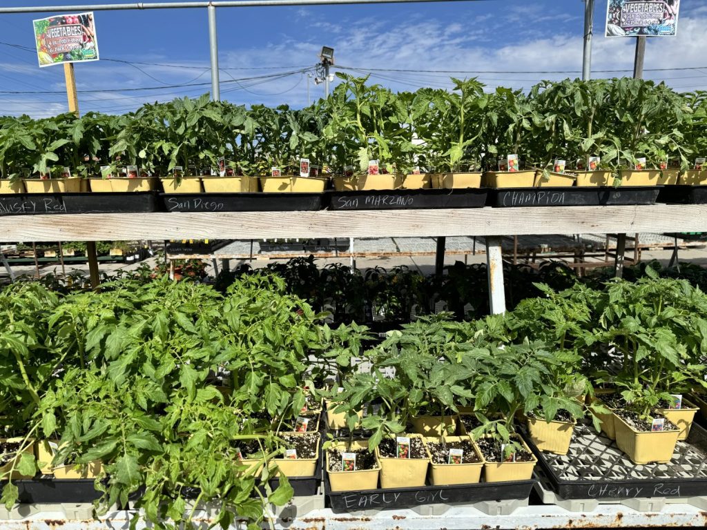Vegetable and herb plants at the Ventura nursery.
