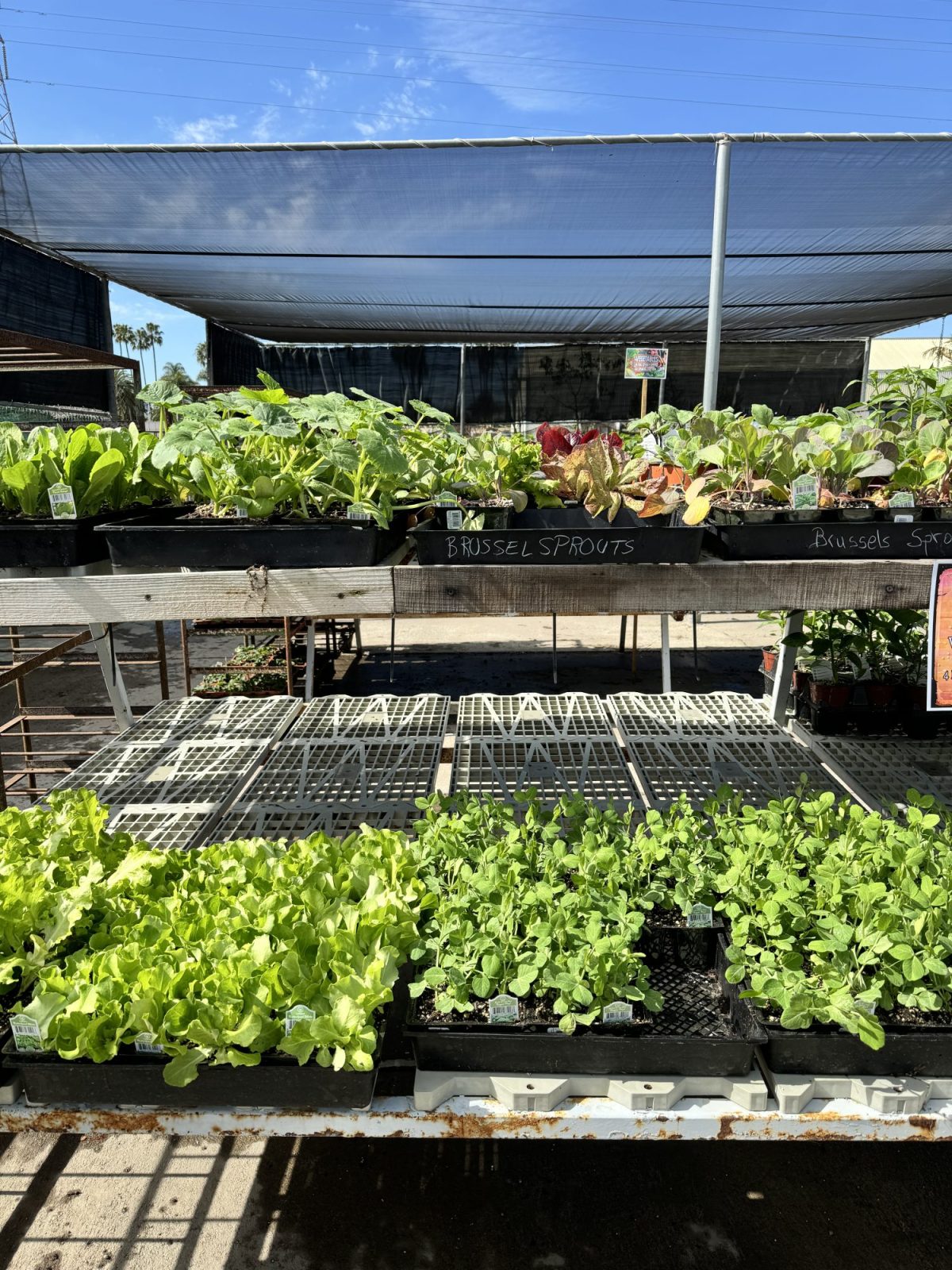 Vegetable and herb plants at the Ventura nursery.