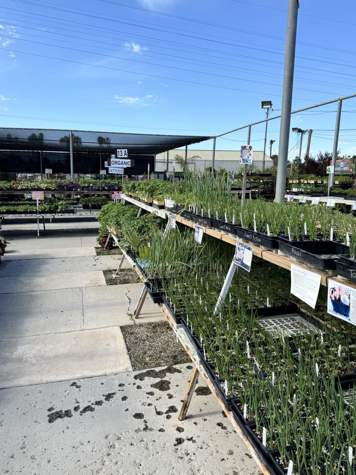 Vegetable and herb plants at the Ventura nursery.