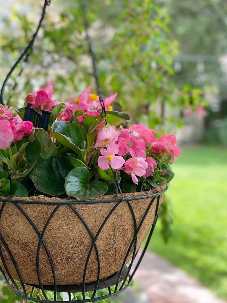 Pink flowers in a hanging basket with a green garden background.