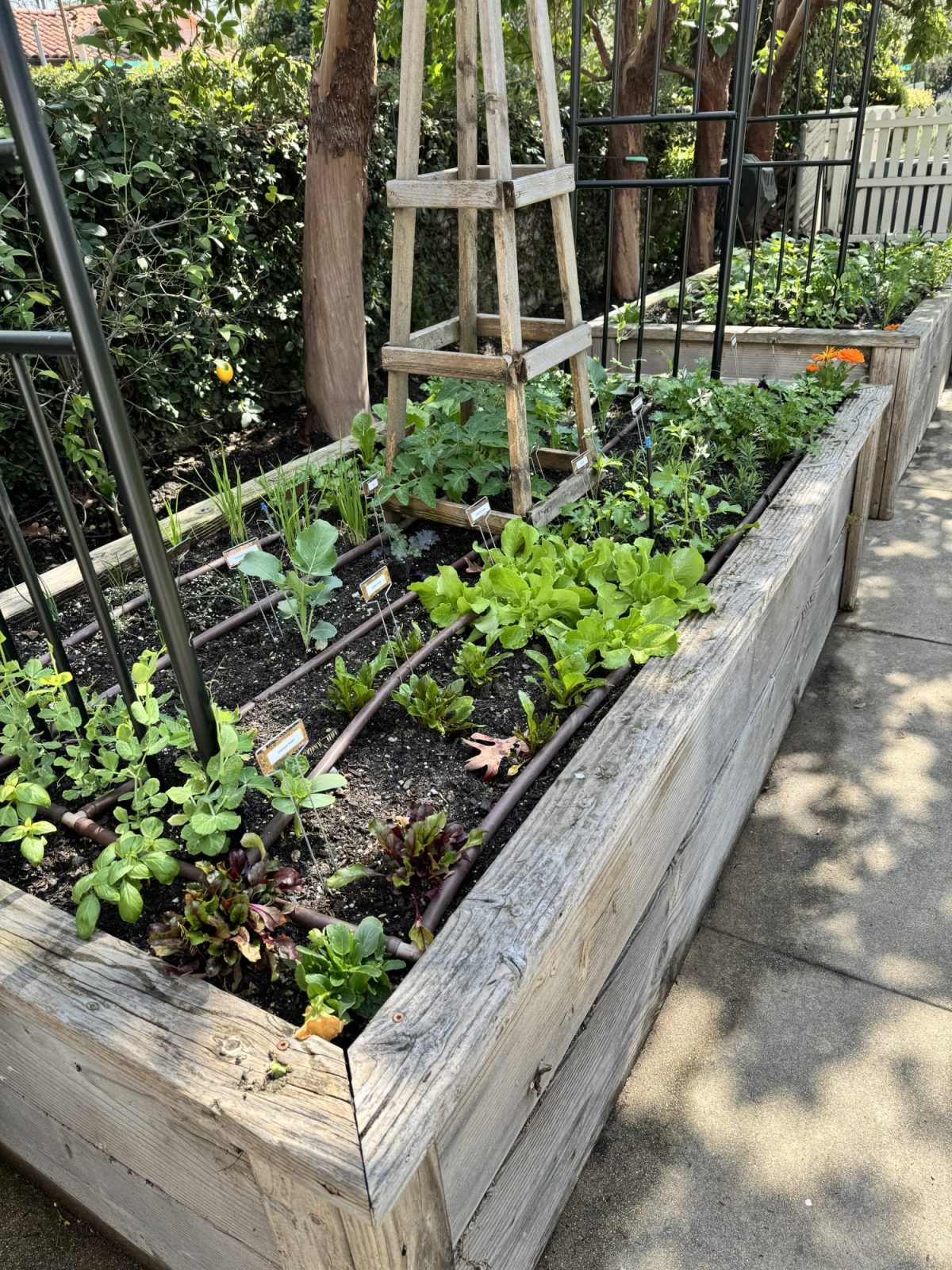 My newly planted kitchen garden has grown 4" - 6" in one week!