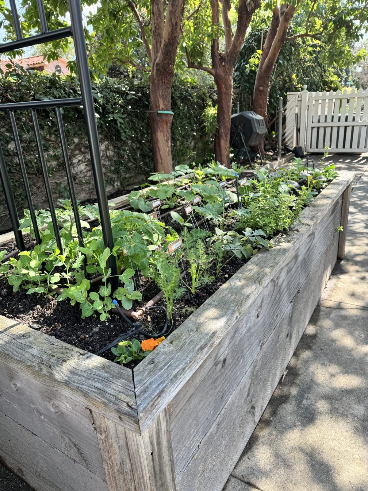 My newly planted kitchen garden has grown 4" - 6" in one week!