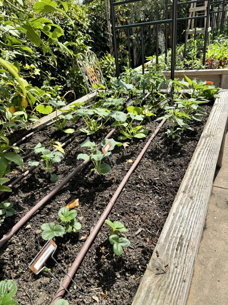 My newly planted kitchen garden has grown 4" - 6" in one week!