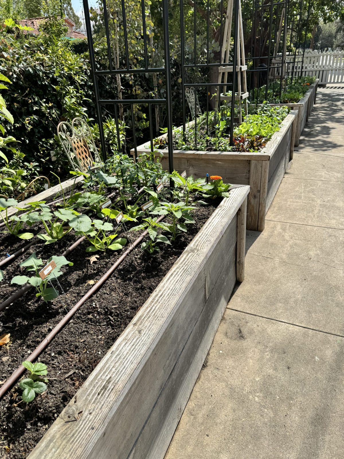 My newly planted kitchen garden has grown 4" - 6" in one week!