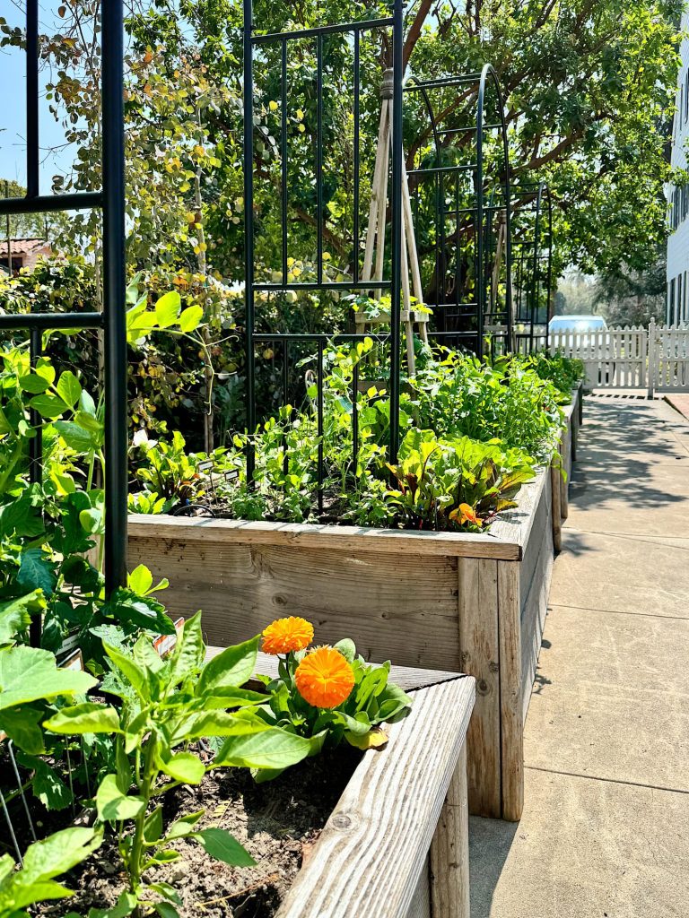 A raised garden bed filled with vibrant plants and flowers, equipped with a trellis, on a sunny day.