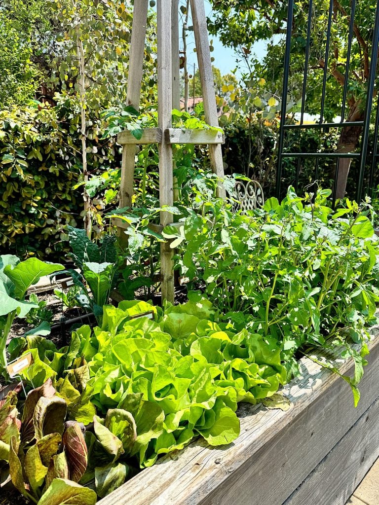 A variety of leafy vegetables growing in a sunlit raised garden bed.