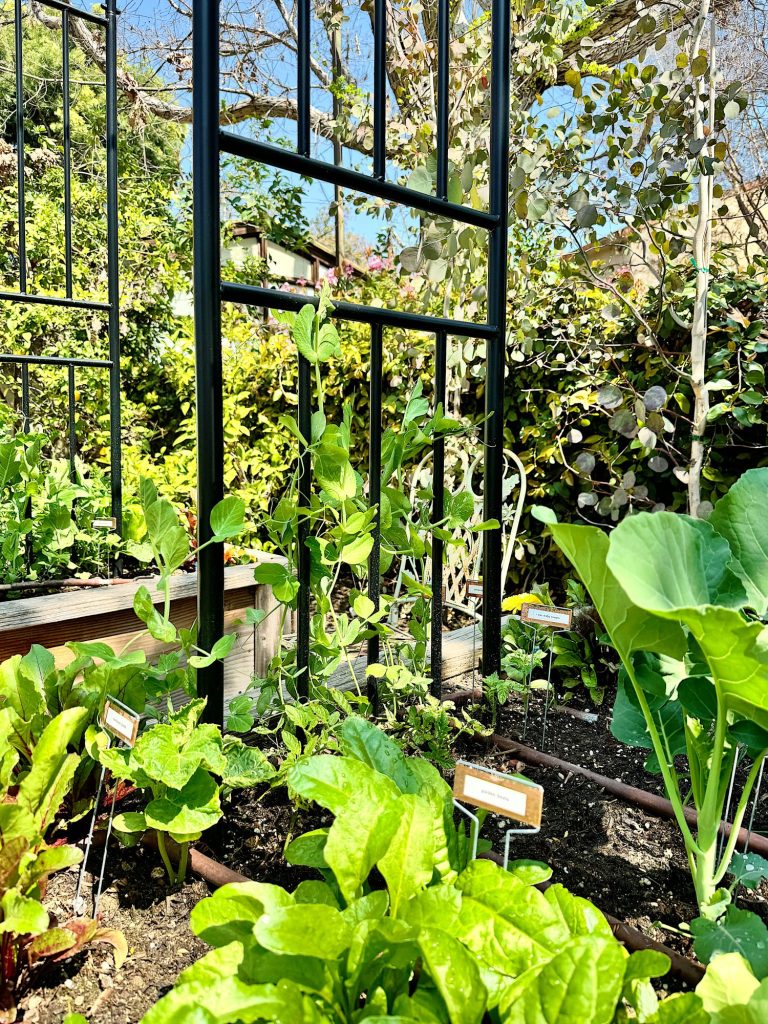 A thriving vegetable garden with a metal trellis, lush greenery, and plant markers in sunlight.