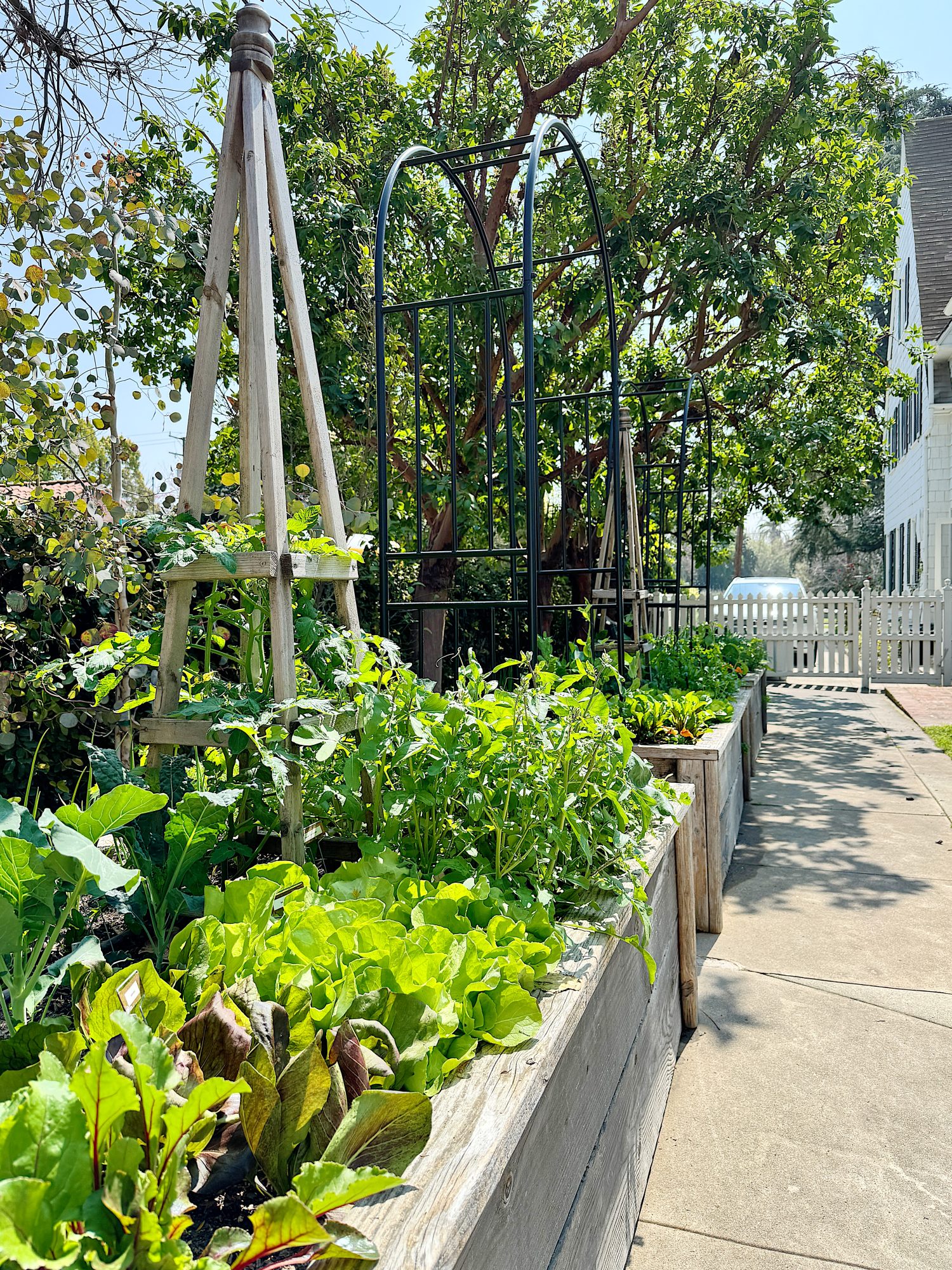 Raised garden beds with growing plants on a sunny day.