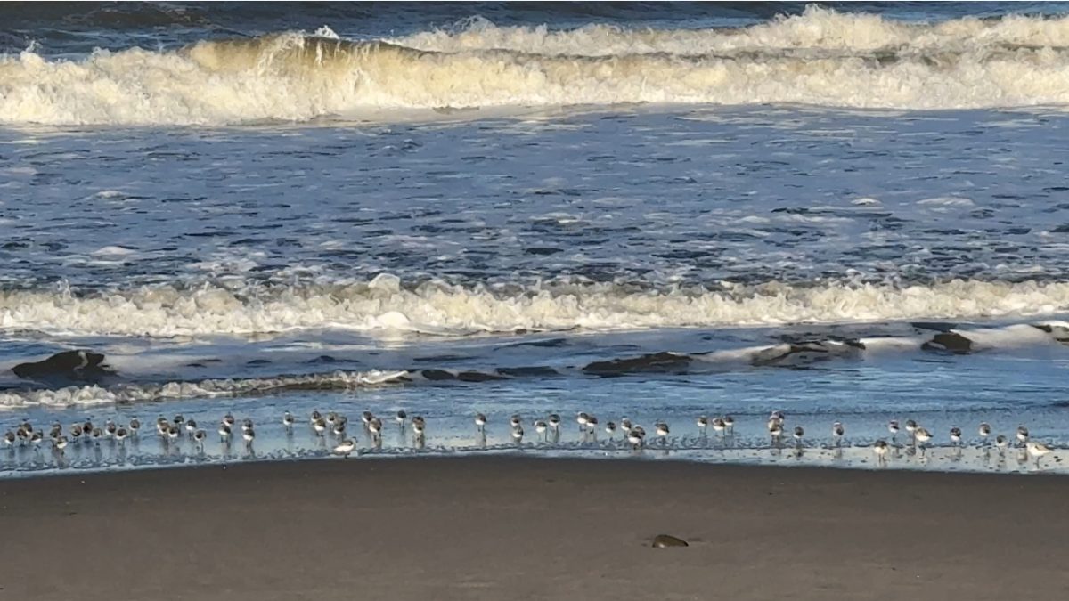 A flock of shorebirds on a sandy Ventura beach with incoming waves in the background.