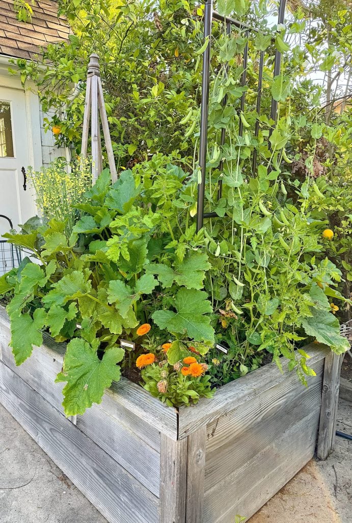 A raised wooden garden bed filled with various plants including tomatoes and zucchini, situated next to a building with a patio umbrella.