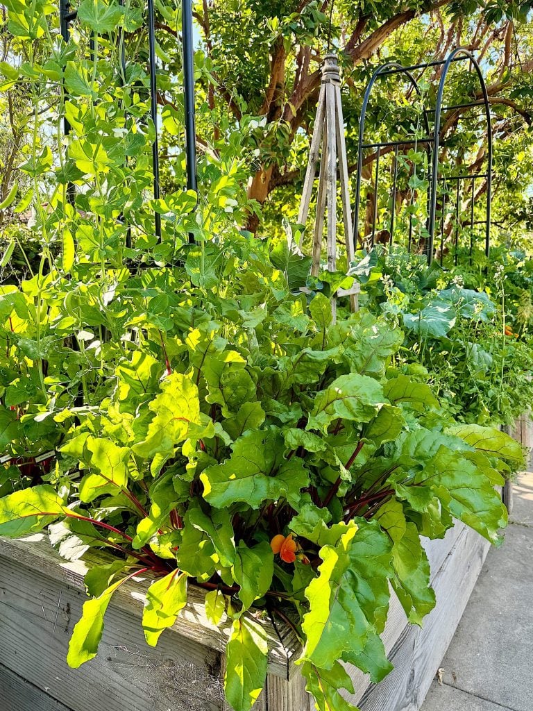 Beet greens growing vibrantly with deep red stems in a wooden planter box, surrounded by other lush green plants.