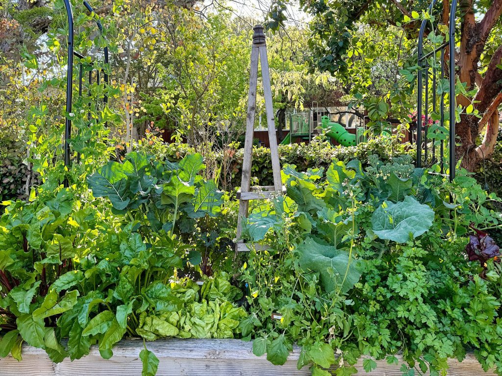 Lush vegetable garden with assorted green plants and a wooden trellis in the center, surrounded by green foliage and garden structures.