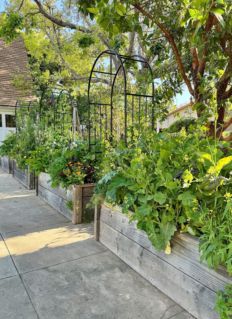 Lush garden with vibrant plants in wooden raised beds along a sidewalk, featuring arched trellises and a shaded atmosphere.