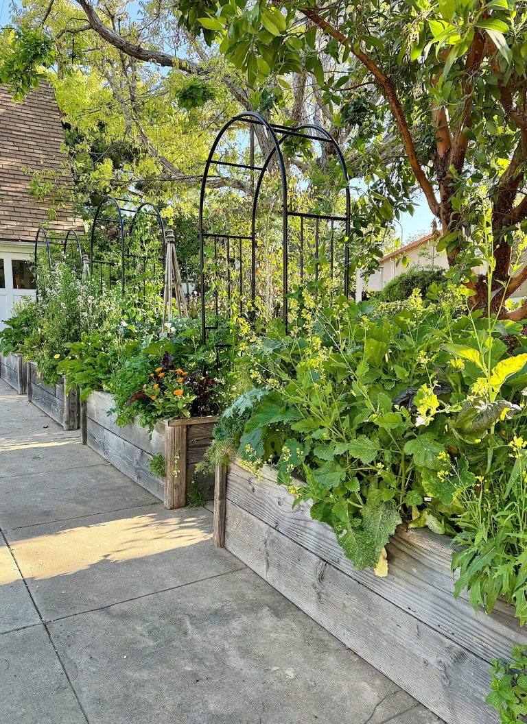Seven Lessons I Learned from My Kitchen Garden