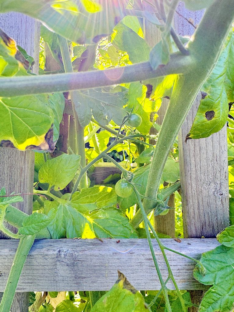 Sunlight streams through foliage, highlighting green tomatoes on vines growing against a wooden trellis.