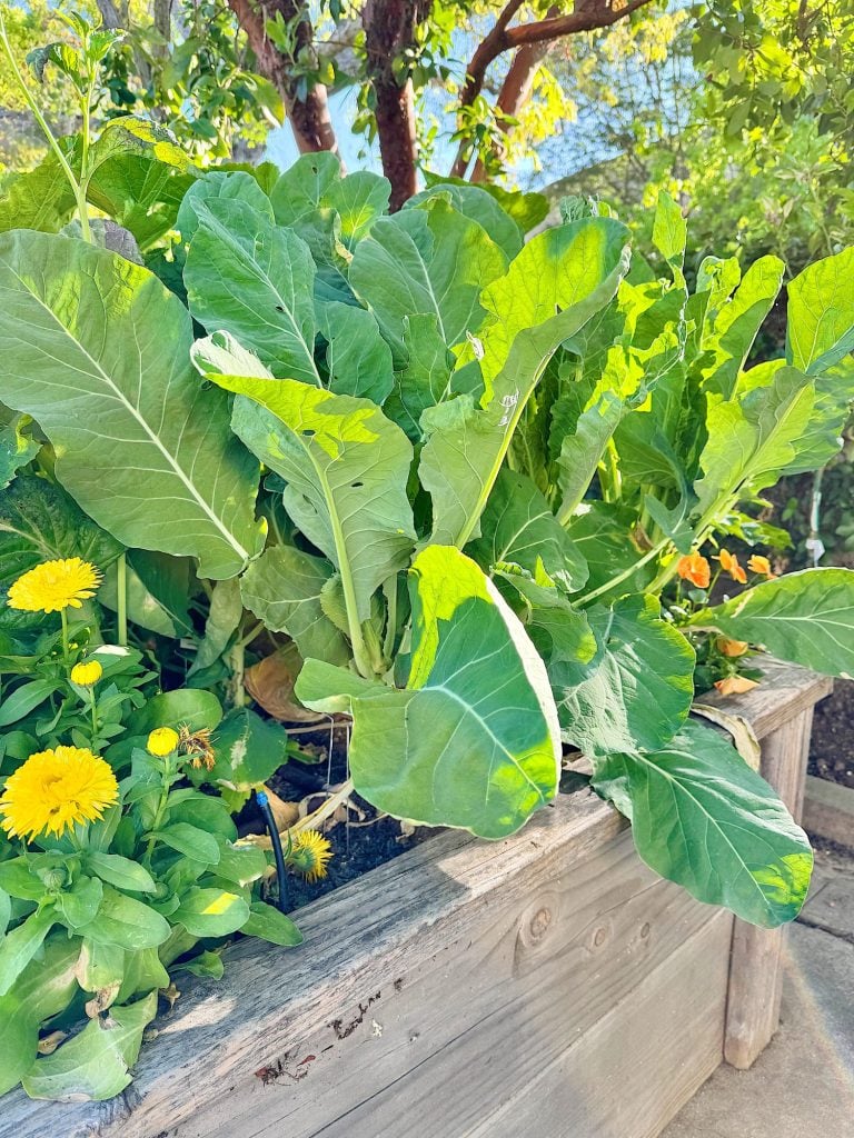 Cauliflower plants growing in a raised wooden bed with lush green leaves, surrounded by yellow flowers, in a sunny garden setting.