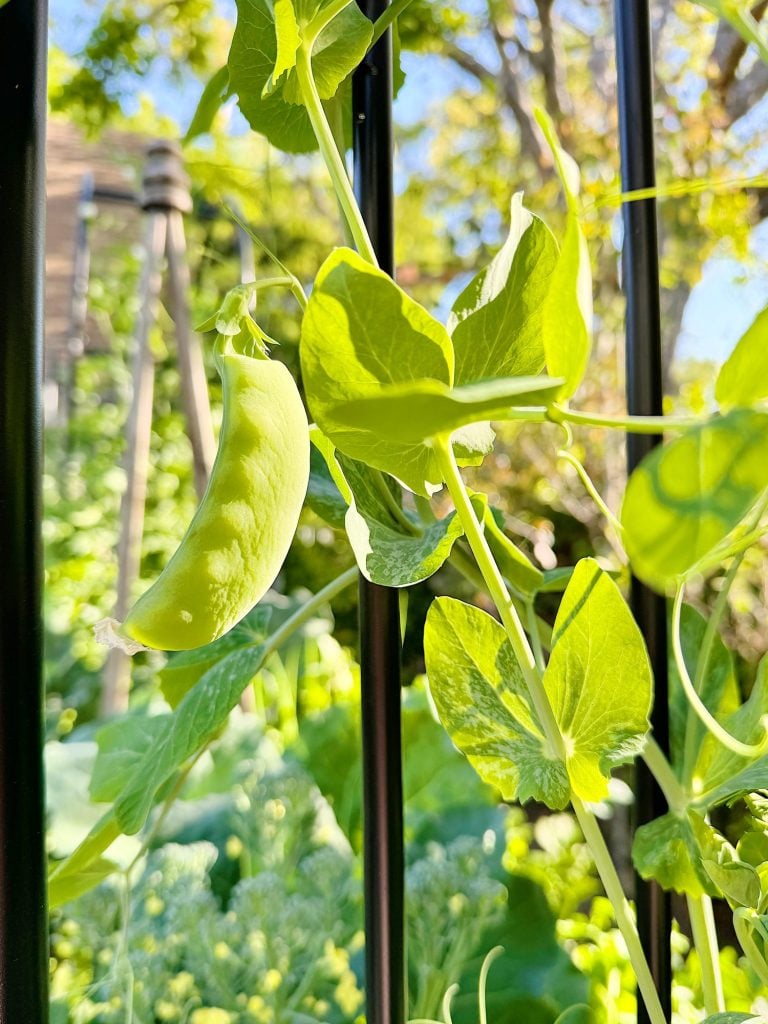 A single pea pod hanging from a vine entwined around a black metal trellis, with a sunlit garden background.