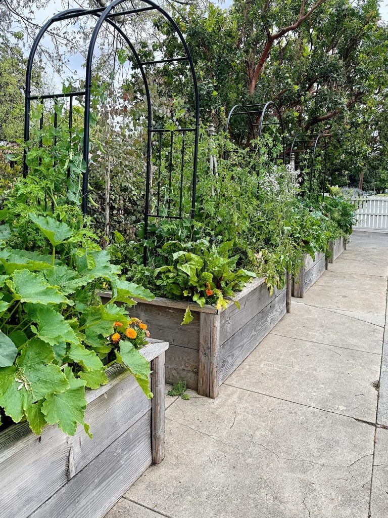 Raised garden beds with various plants and vegetables, framed by metal arch trellises, alongside a cement pathway.