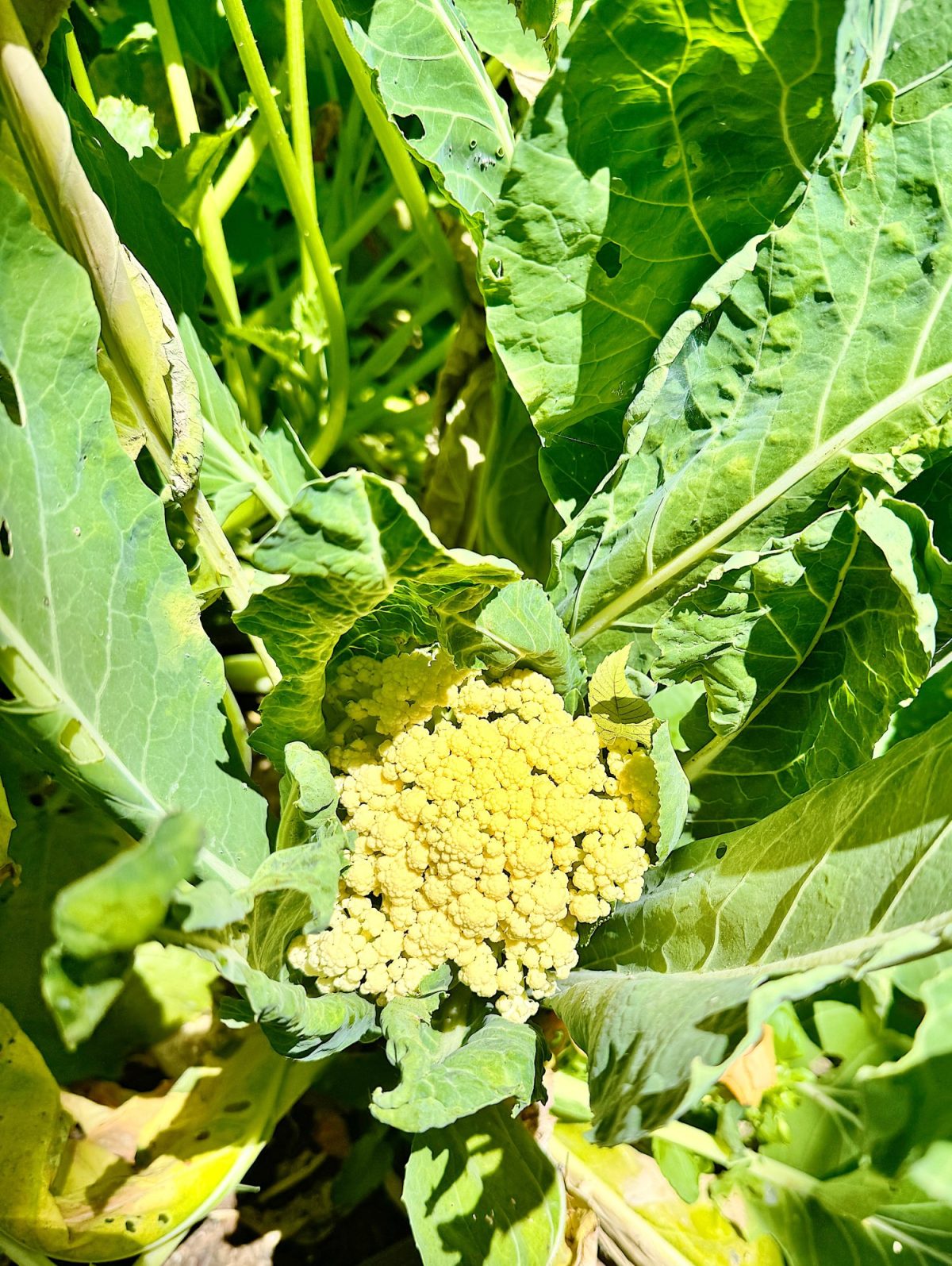 Cauliflower growing in a garden, surrounded by green leaves with sunlight shining on it.