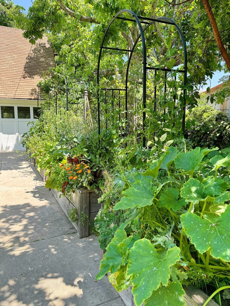 A lush garden featuring raised beds filled with assorted plants and vegetables, framed by a black metal arch, in a sunny outdoor setting.