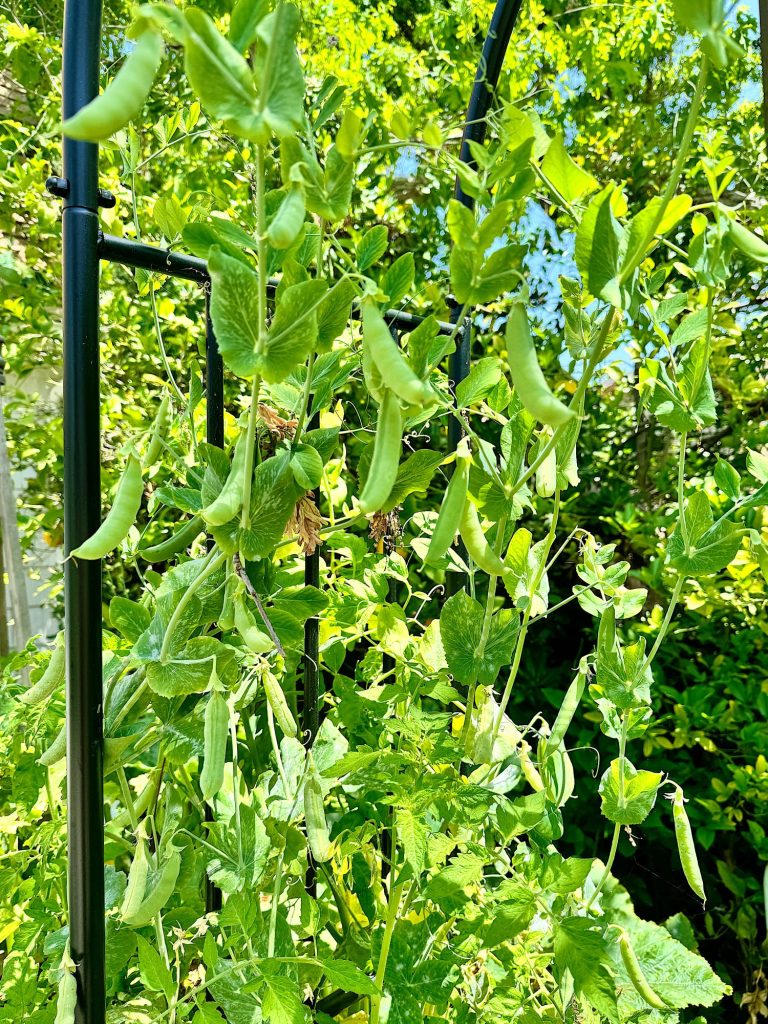 Pea plants growing on a metal trellis, with lush green leaves and several pea pods visible, in sunny daylight.