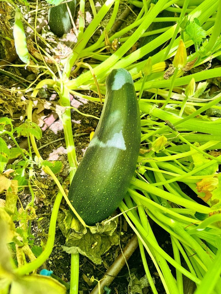 A large zucchini growing among green plants in a garden.