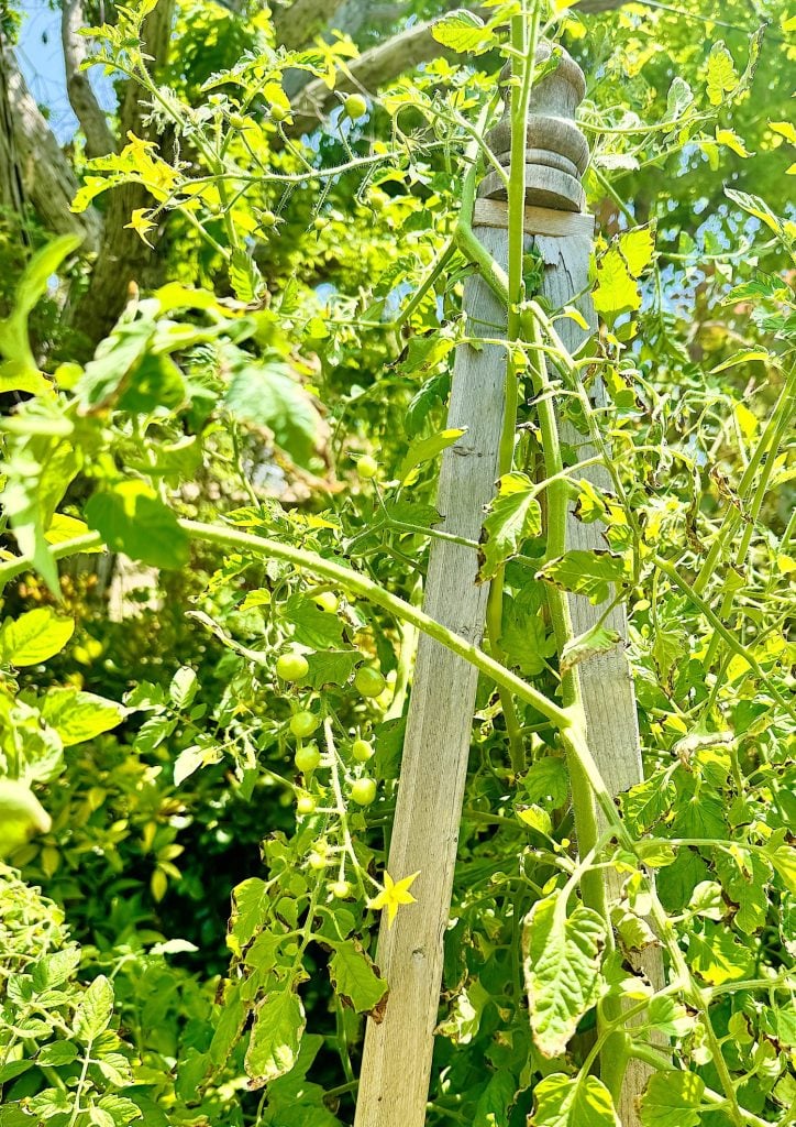 Tomato plants growing up a wooden stake in a sunny garden, surrounded by lush greenery and small yellow blossoms.