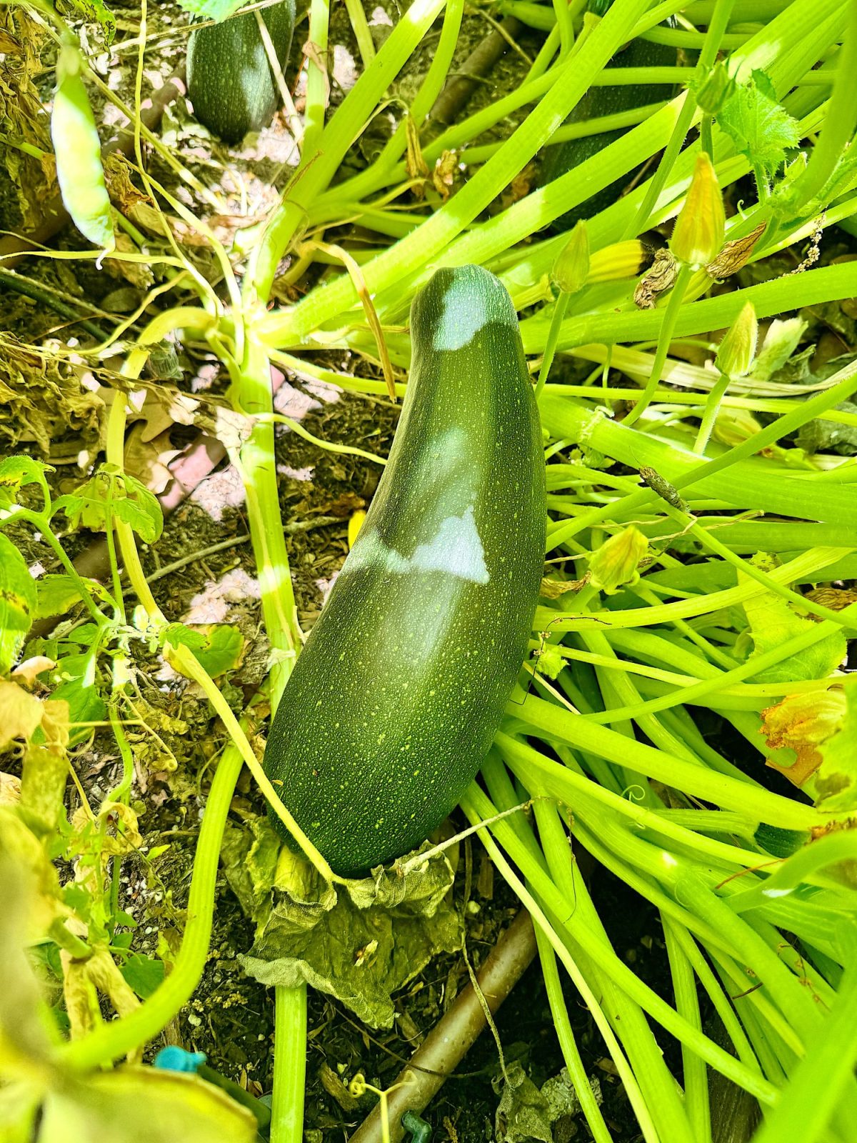 A large zucchini growing among green plants in a garden.