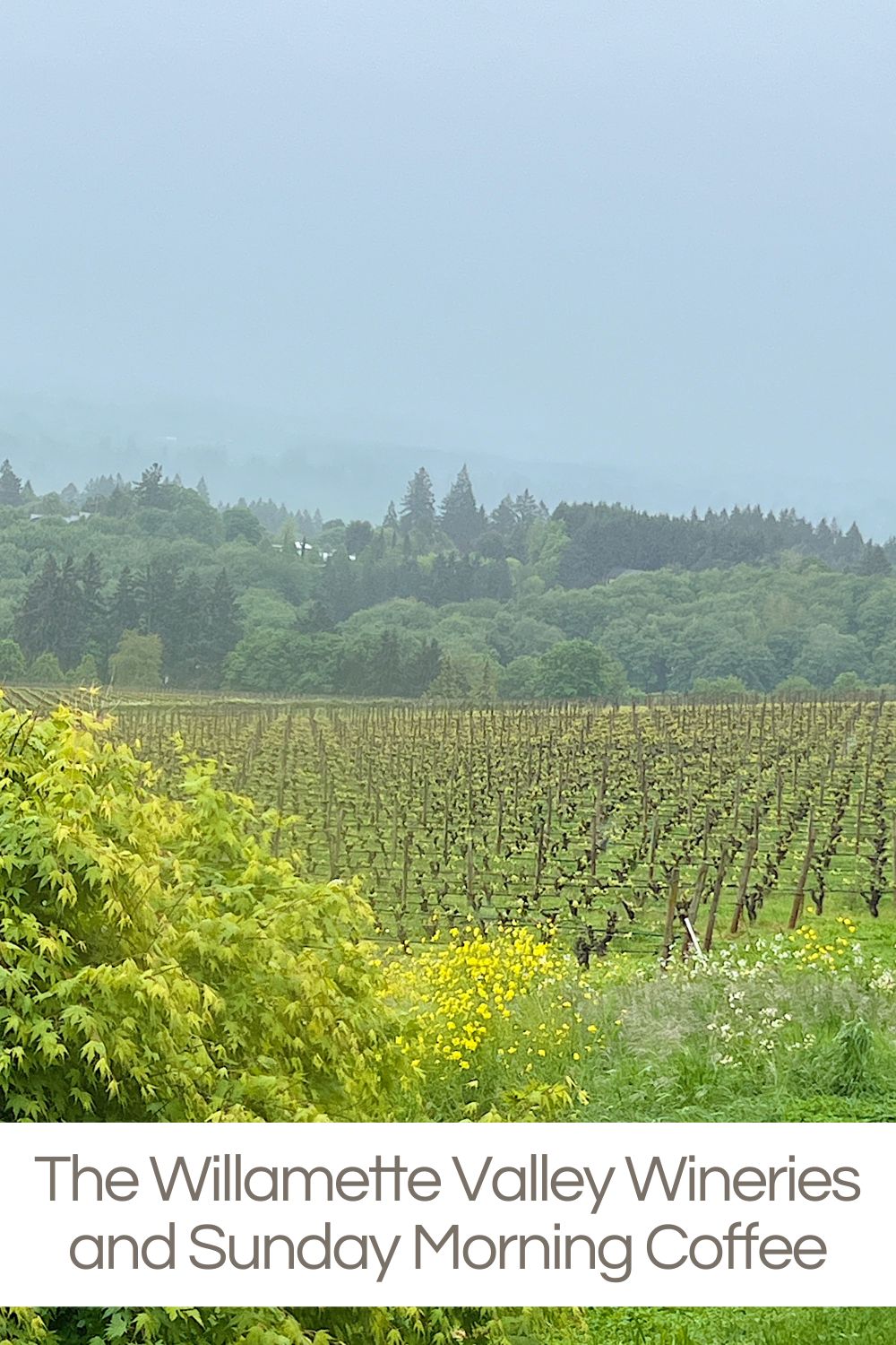 We just spent a weekend with Dave's family in Portland and enjoyed a trip to the Willamette Valley and visited three Willamette Valley wineries. Wow!