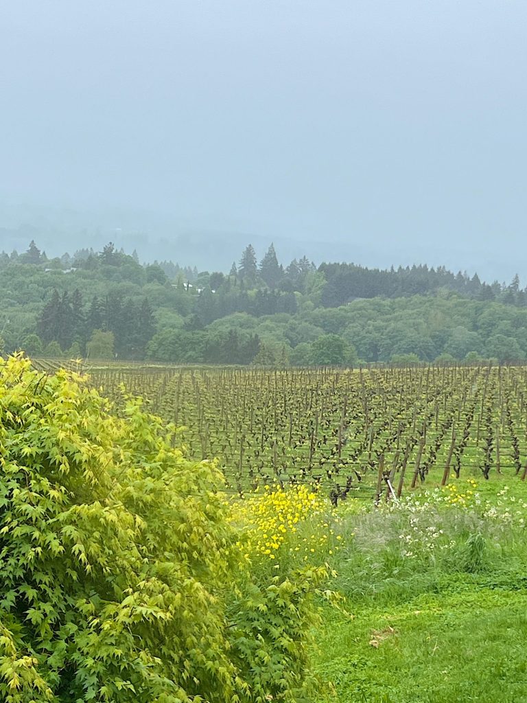 The Willamette Valley Wineries and Sunday Morning Coffee