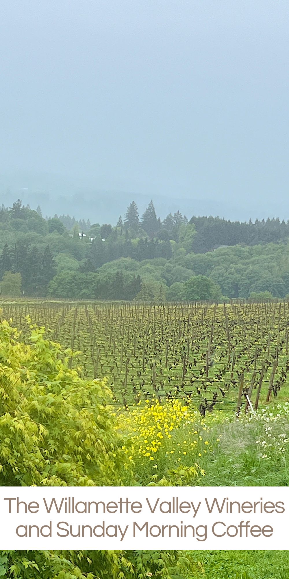 We just spent a weekend with Dave's family in Portland and enjoyed a trip to the Willamette Valley and visited three Willamette Valley wineries. Wow!