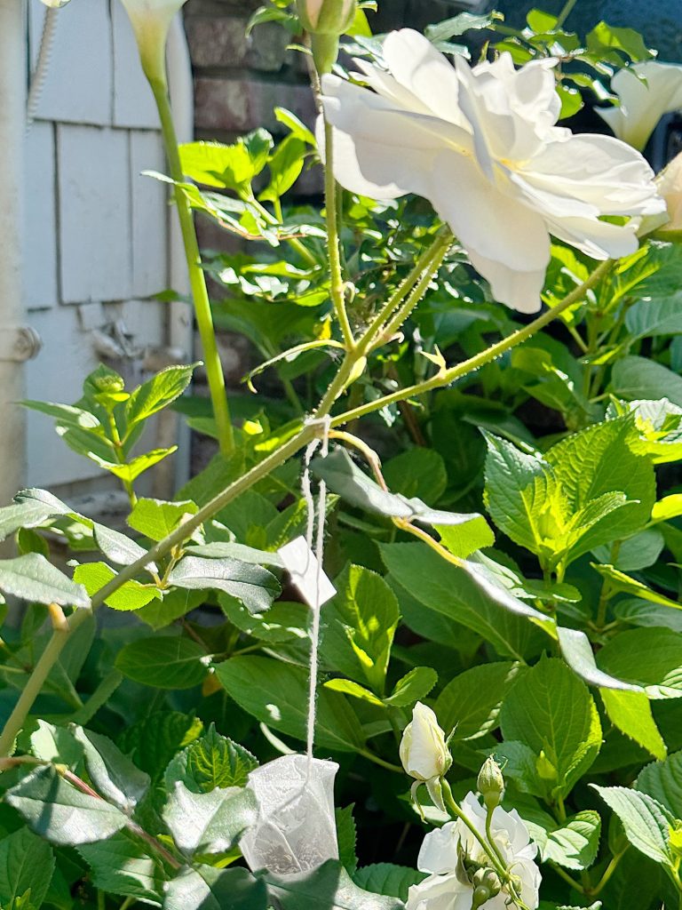 A close-up of a white rose with buds and lush green leaves, under bright sunlight, with a tea bang tied to it, near a white wooden structure.