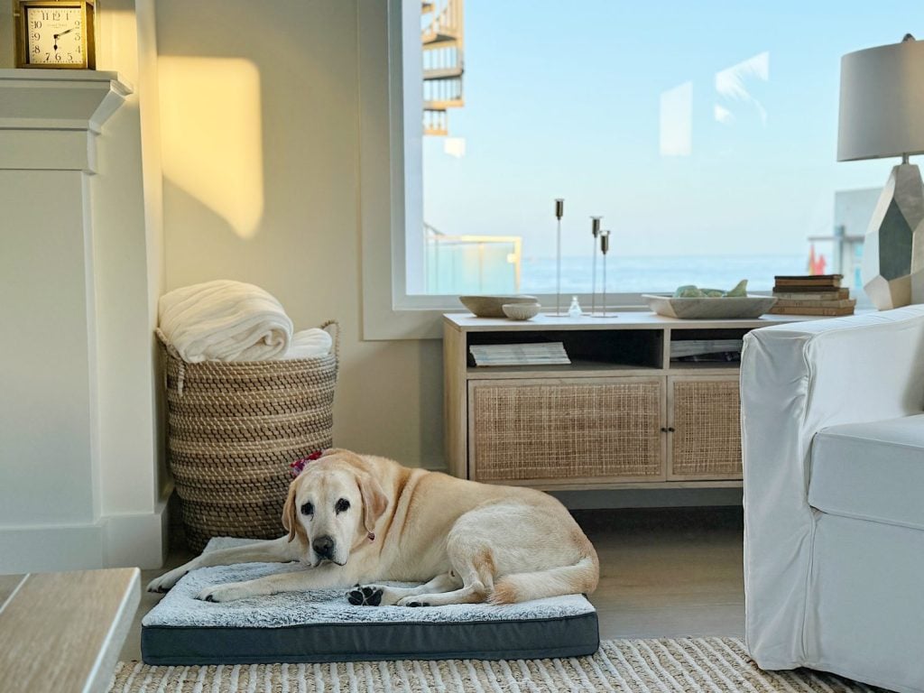 A Labrador retriever lies on a dog bed in a well-lit living room with a wicker basket, a console table, and a sea view through the window.