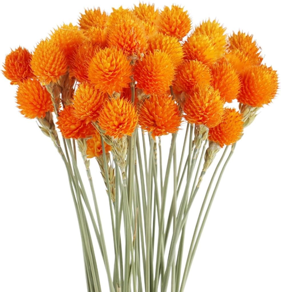 A bunch of bright orange strawflowers with long green stems, perfect for fall flower arrangements, displayed against a white background.