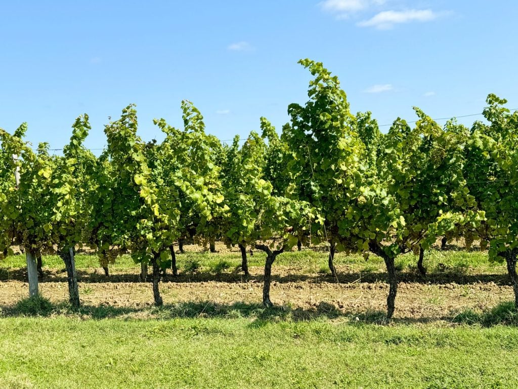 A vineyard with rows of grapevines under a clear blue sky.