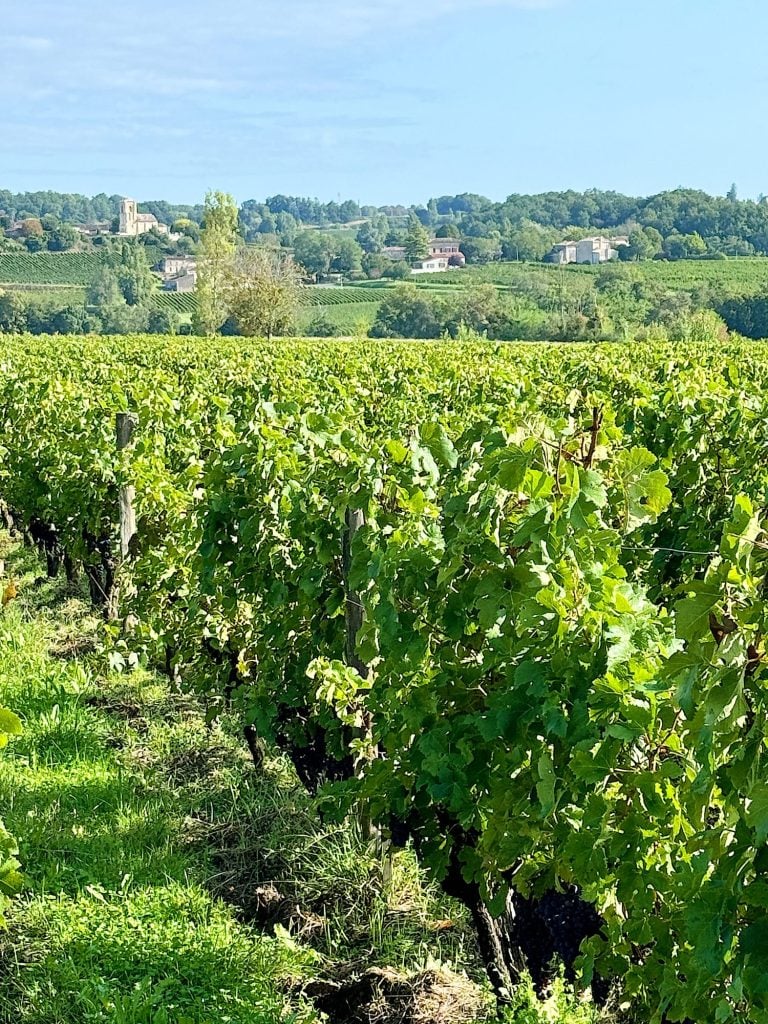 A green vineyard stretches into the distance with rolling hills and buildings visible under a clear blue sky.