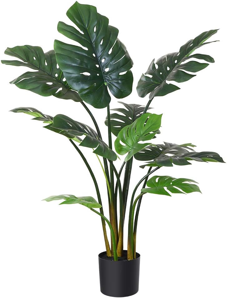 A potted monstera plant with large green leaves, available for swift delivery through Amazon Prime.