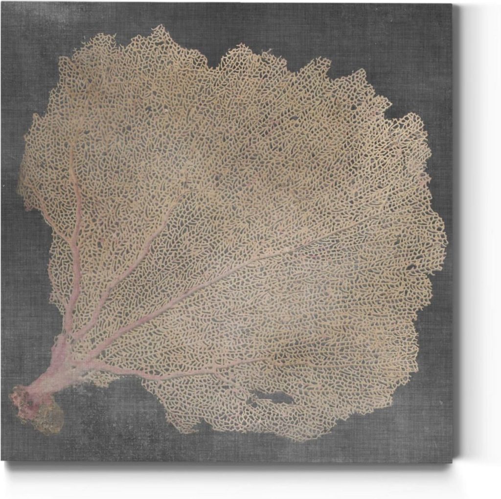 A detailed image of a dried coral fan with intricate branching patterns, displayed against a dark gray background.