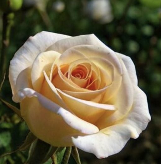 A close-up of a blooming pale yellow rose with delicate petals, set against a blurred green background.