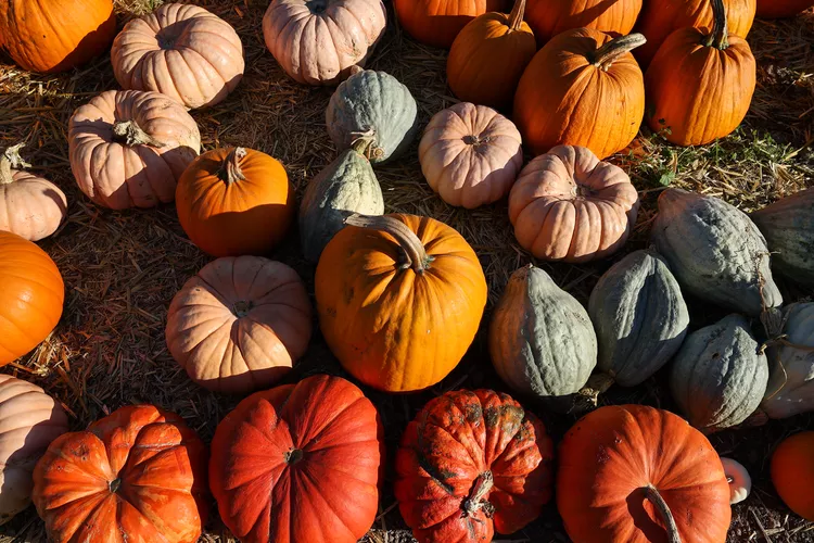 A variety of pumpkins and gourds in different colors and shapes are arranged on straw-covered ground.