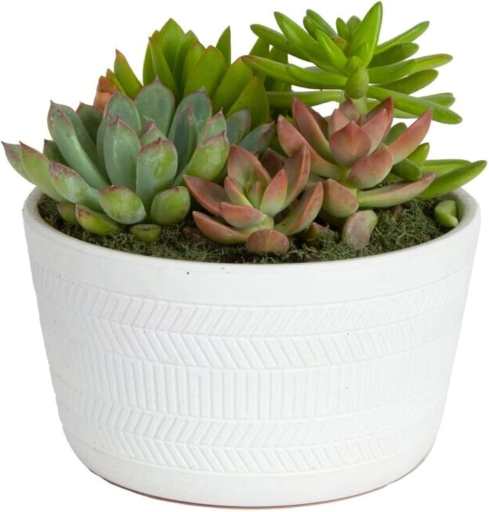 A white pot containing various green and reddish succulent plants.