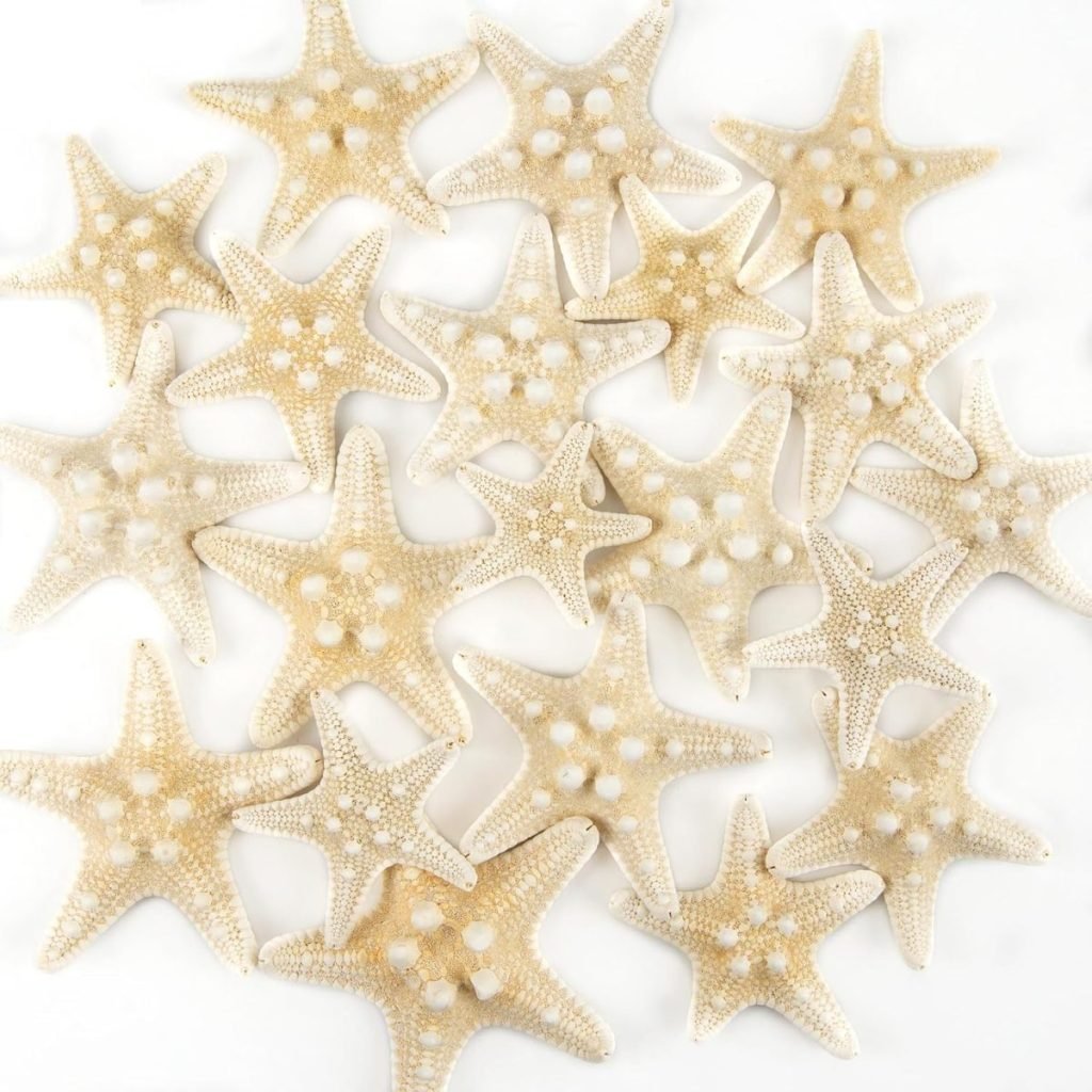 A group of beige starfish arranged on a white surface.