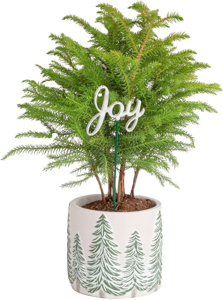 A small evergreen tree in a white pot with green tree designs, topped with a decorative sign reading "Joy.