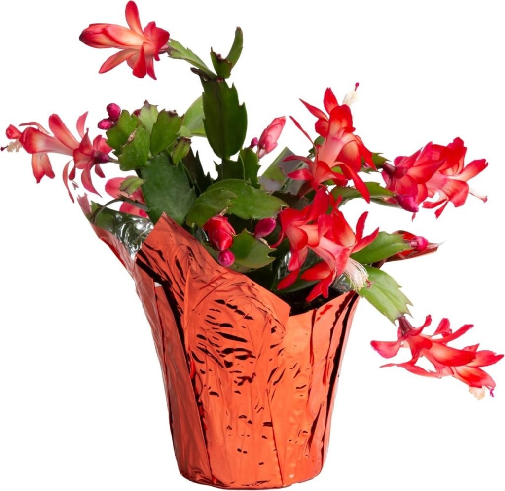 A potted Christmas cactus with red blooms and green leaves wrapped in orange foil.