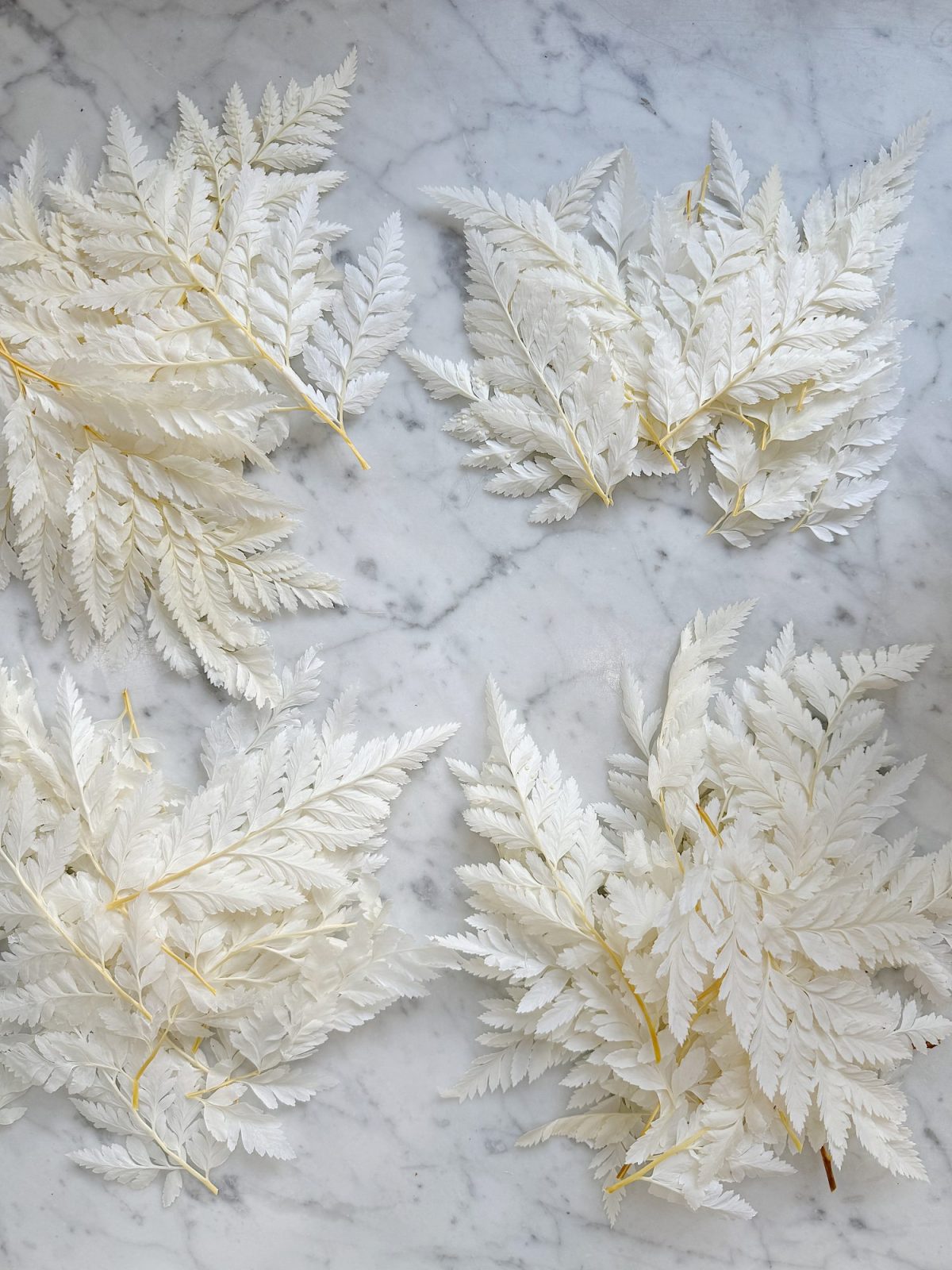 White fern leaves arranged on a marble surface.