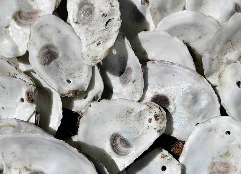 Close-up of a pile of white oyster shells with natural textures and holes, displaying weathered surfaces and varying shades.