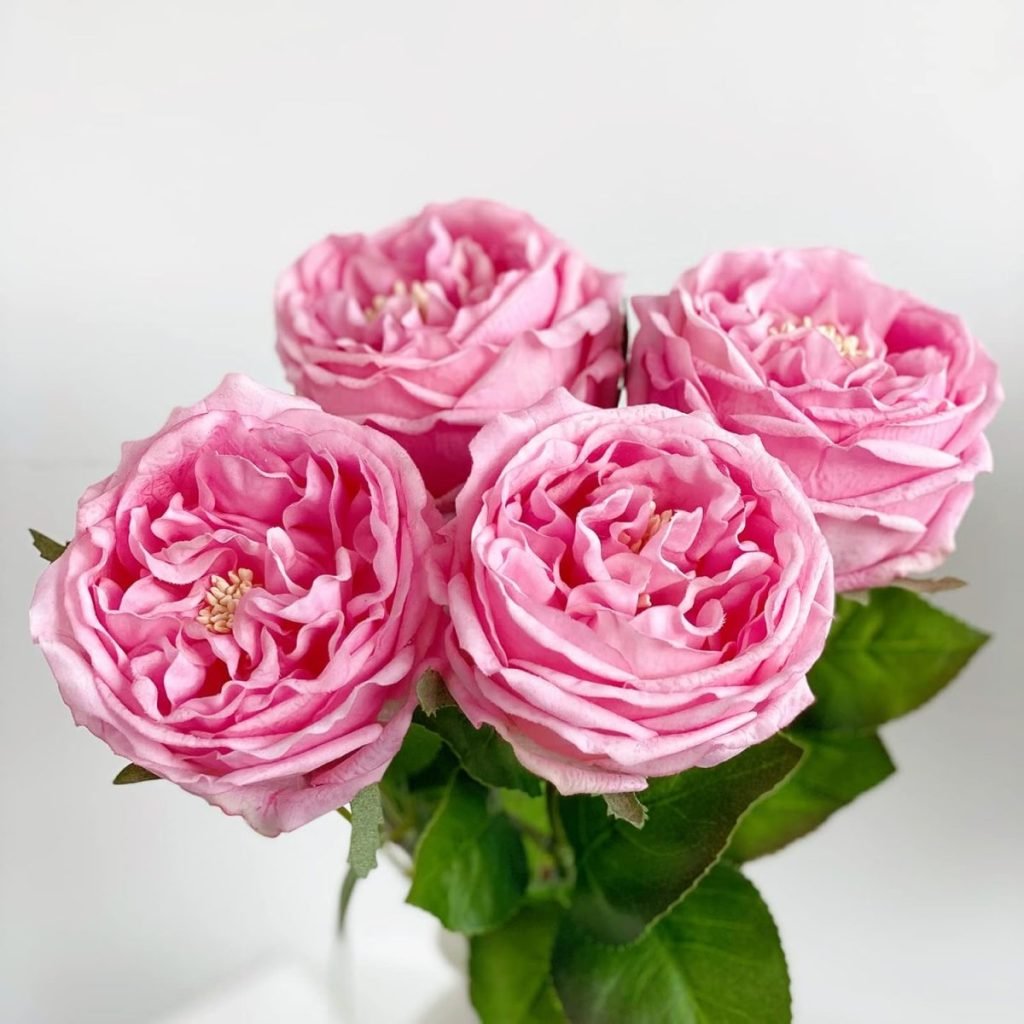 Four pink roses with ruffled petals and green leaves against a white background.