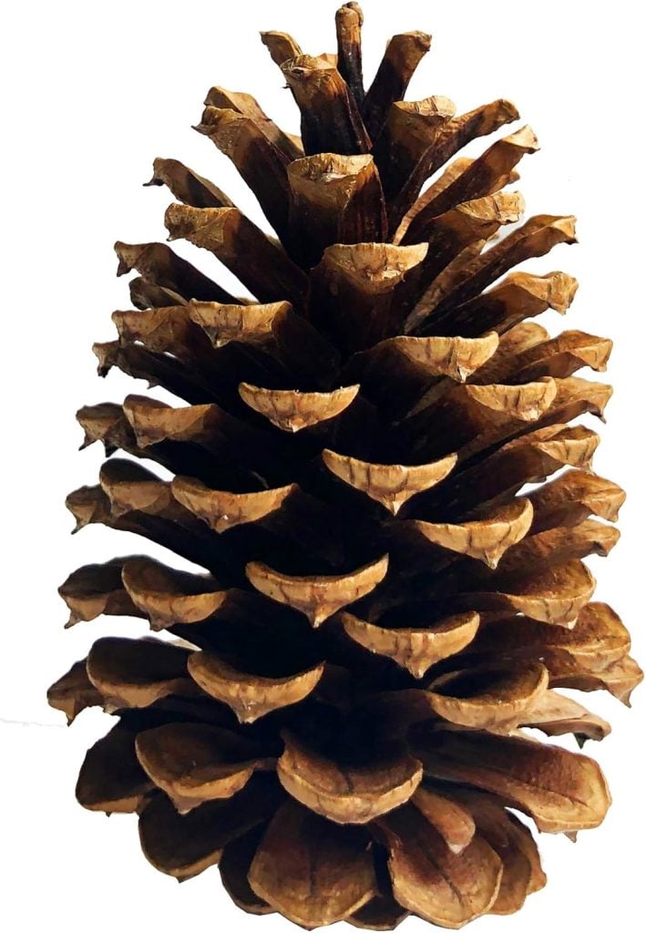 A single brown pine cone with overlapping scales evokes Christmas joy against a white background.