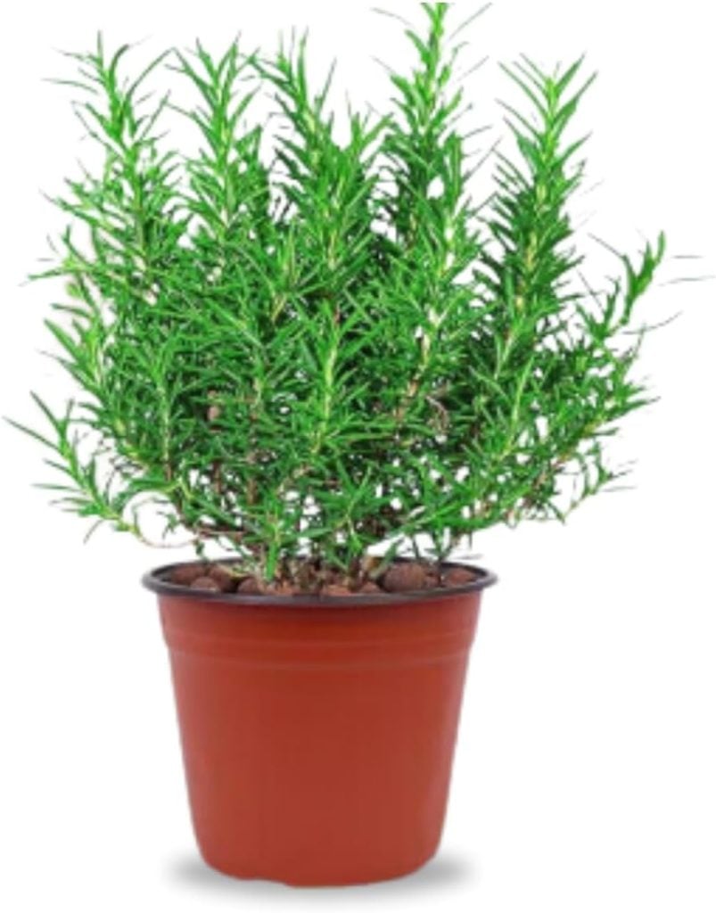 Potted rosemary plant with dense green foliage in a brown plastic pot.