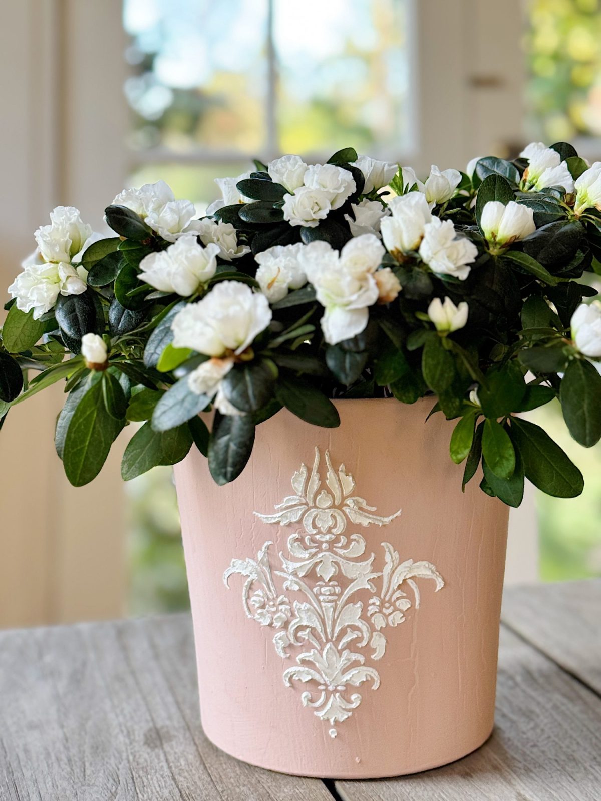 Potted plant with white flowers in a pink pot featuring a white decorative design, placed on a wooden surface indoors.